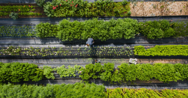 Sustainability Values